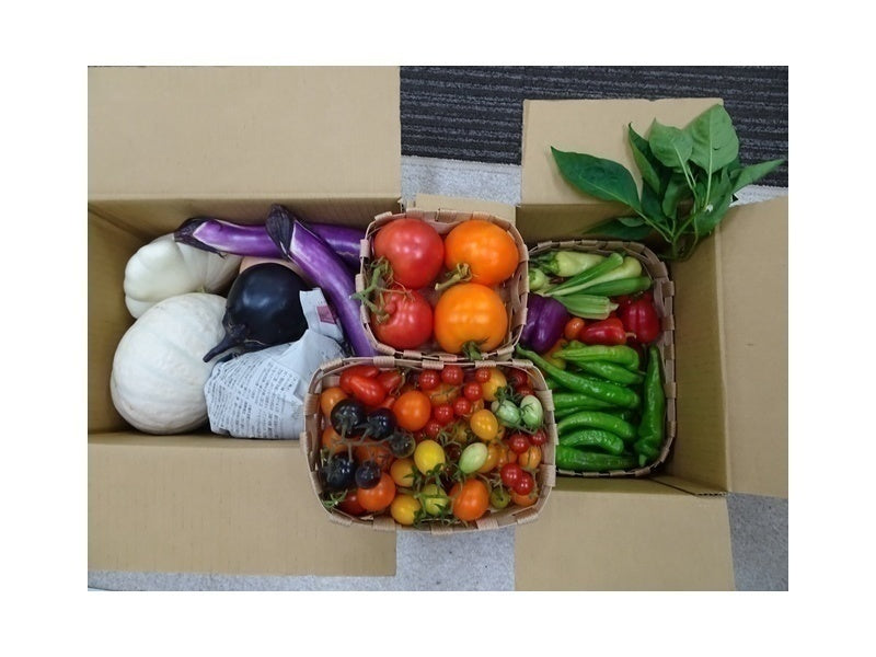 【GD17】私たちの社会参加、野菜栽培を再開させたい!!（NPO法人エンジェル・キッズ